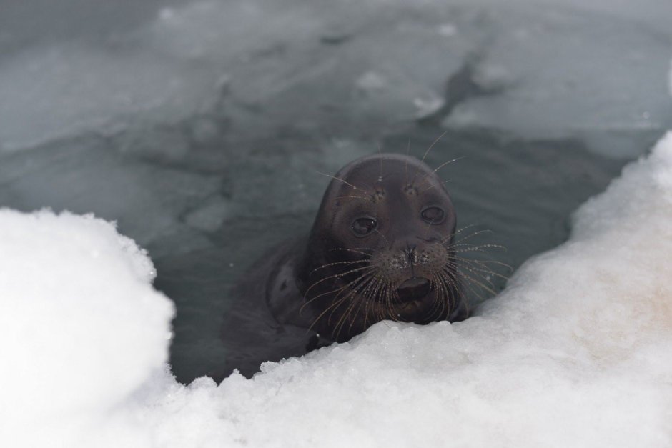Ладожская кольчатая Нерпа Крошик