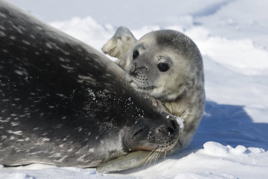 Кольчатая Нерпа детеныш