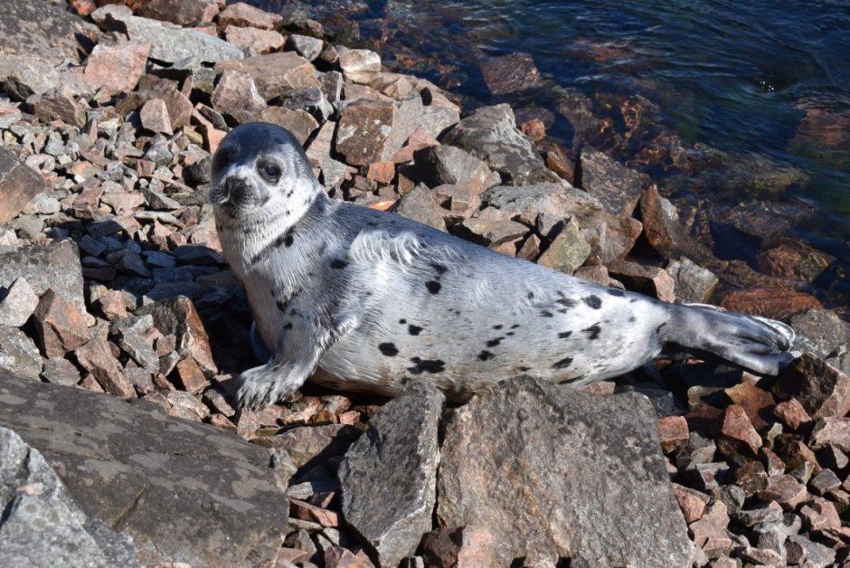 Гренландский тюлень Кандалакшский заповедник