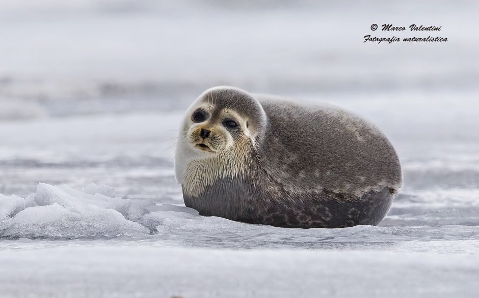 Ringed Seal