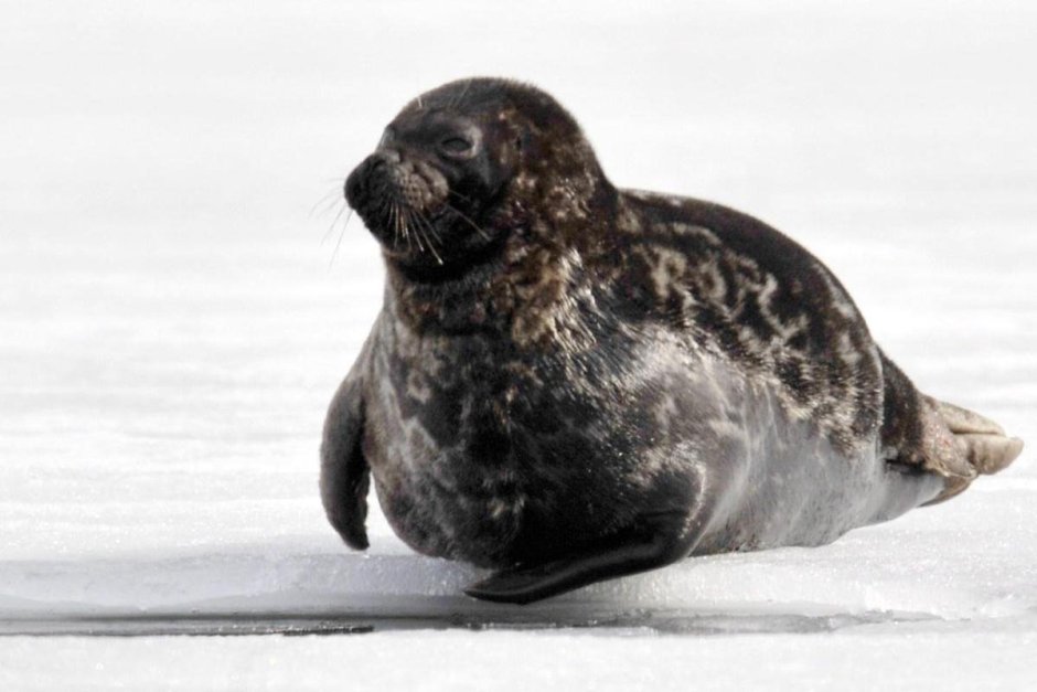 Кольчатая Нерпа, или Акиба