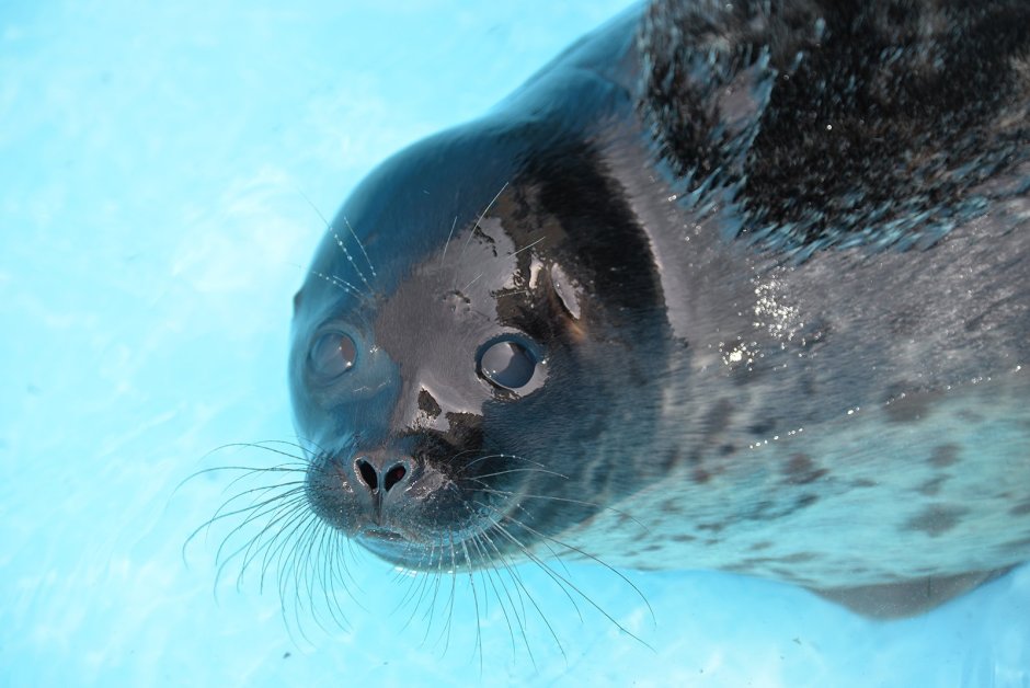 Балтийская Байкальская Нерпа