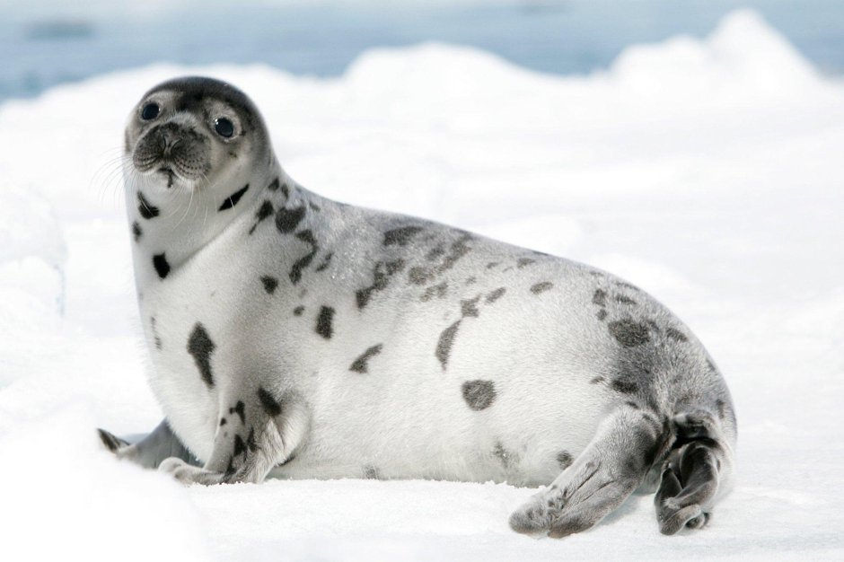 Кольчатая Нерпа Юки