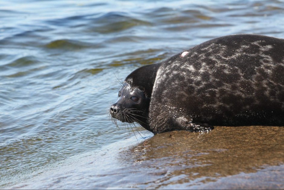 Ладожская кольчатая Нерпа