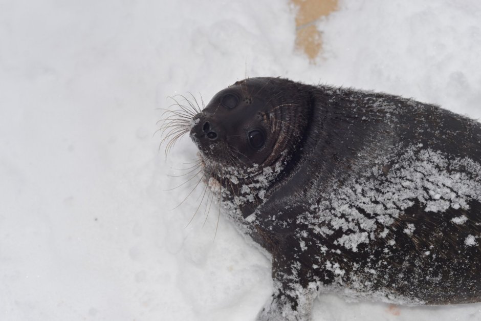 Ладожская кольчатая Нерпа Крошик