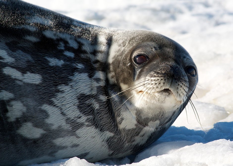 Нерпа Сахалинская