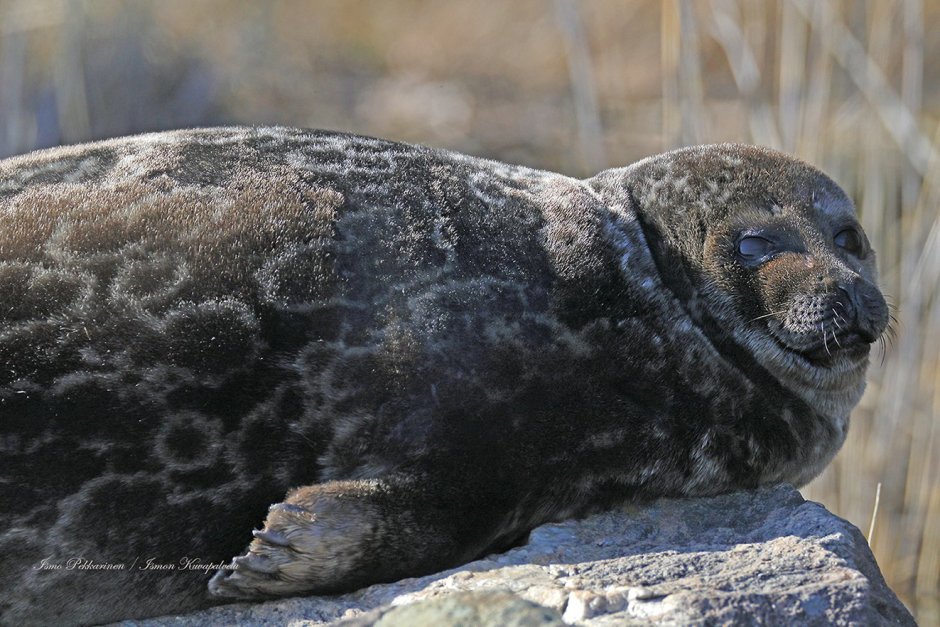 Сайменская кольчатая Нерпа Финляндия