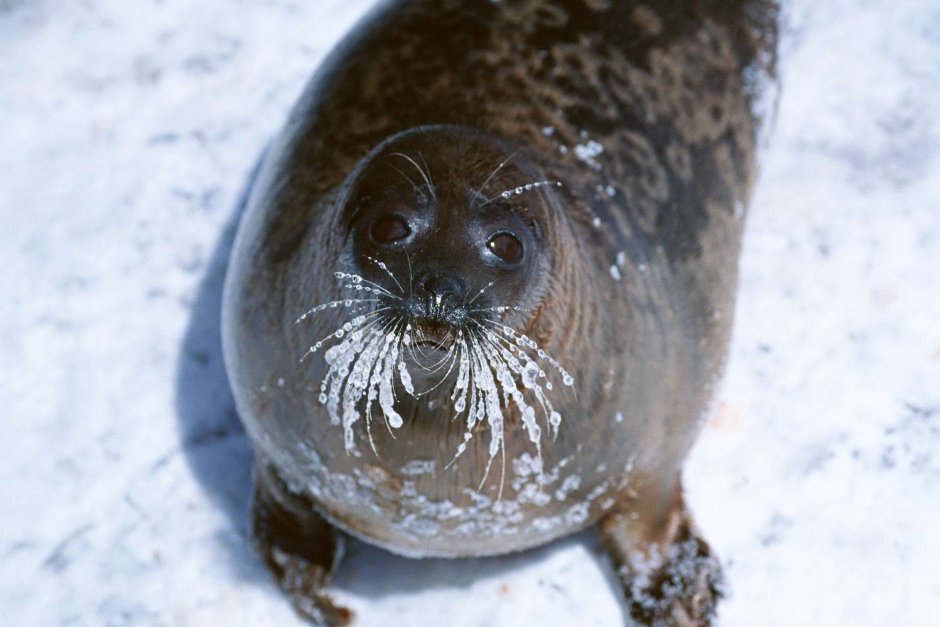 Ладожская кольчатая Нерпа