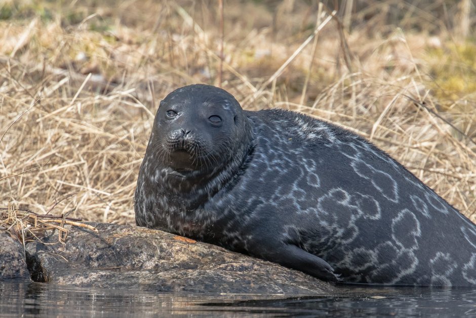 Ладожская кольчатая Нерпа