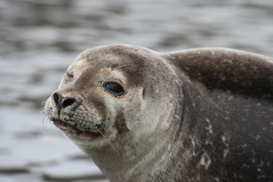 Беломорская Нерпа