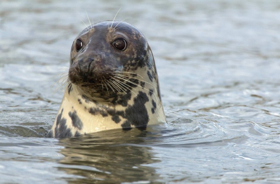 Кольчатая Нерпа Акиба