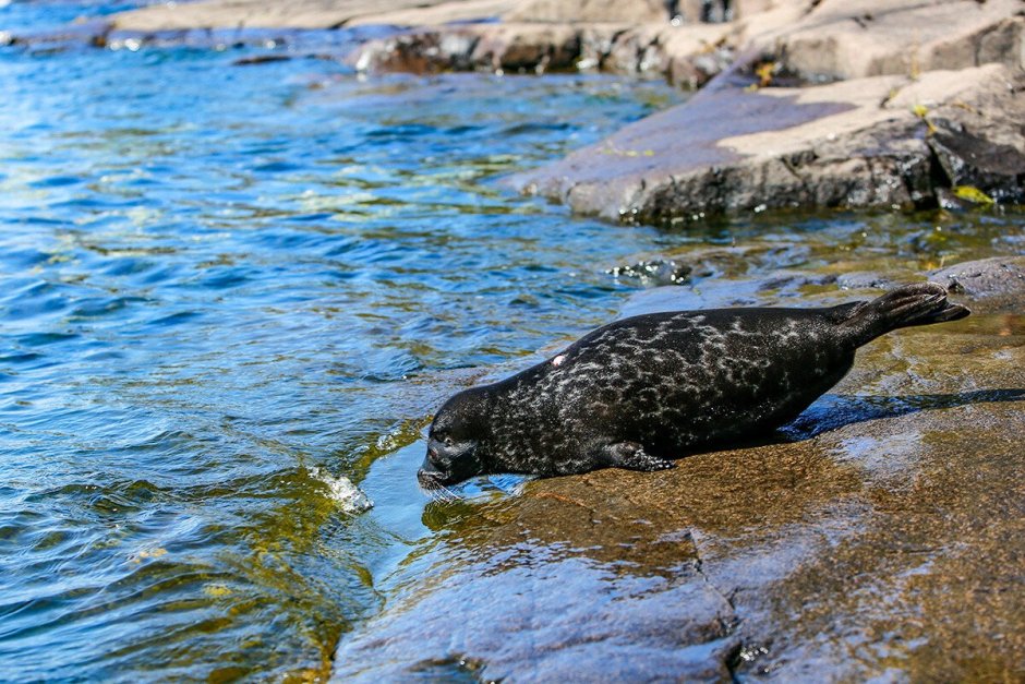 Ладожская кольчатая Нерпа