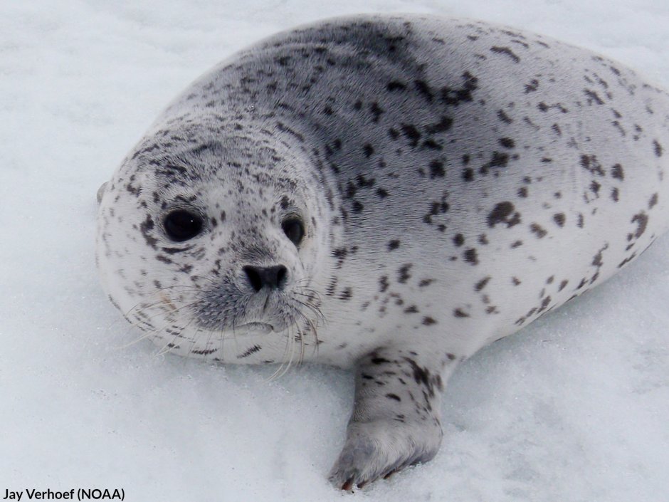 Кольчатая нерпа фото