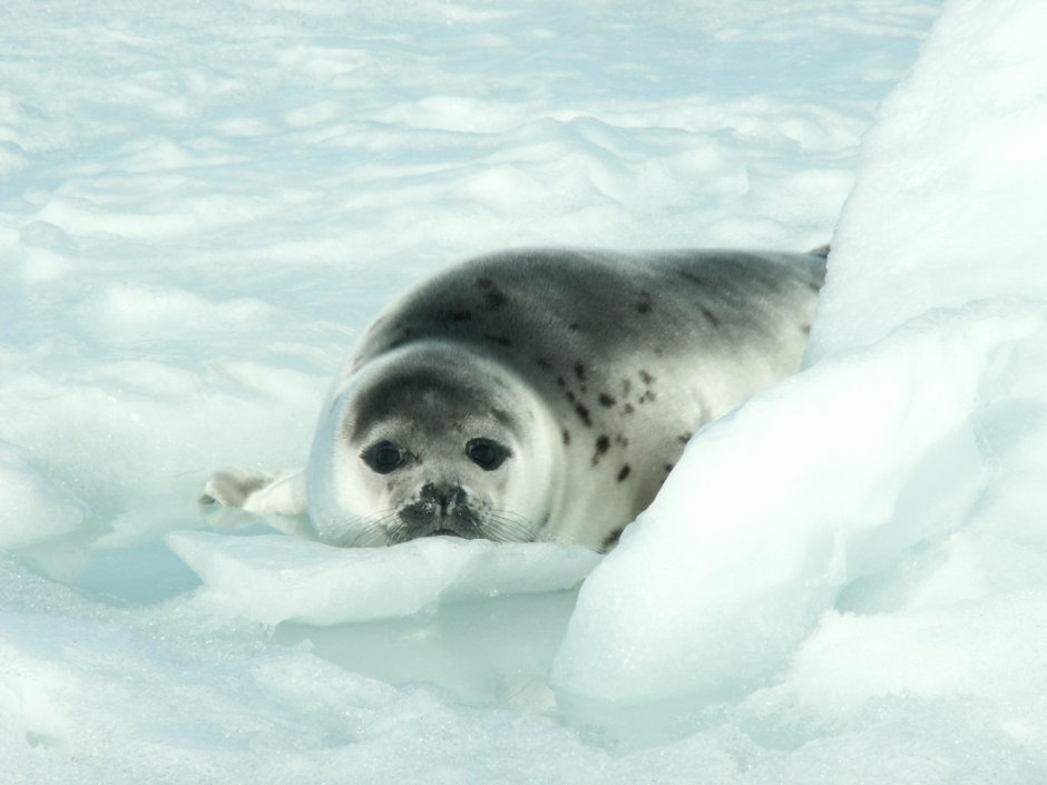 Нерпа в ванной