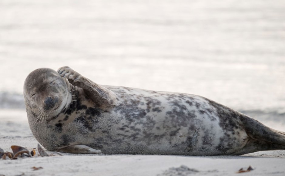 Длинномордый тюлень