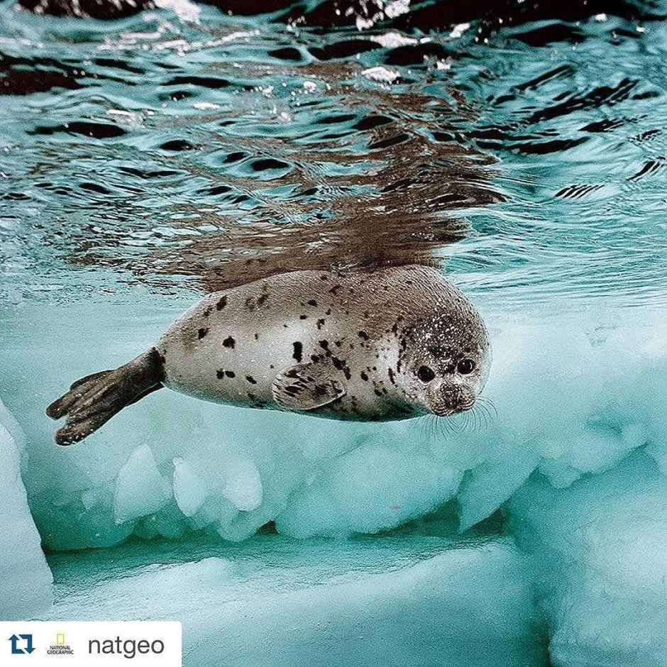 Байкальский тюлень Нерпа