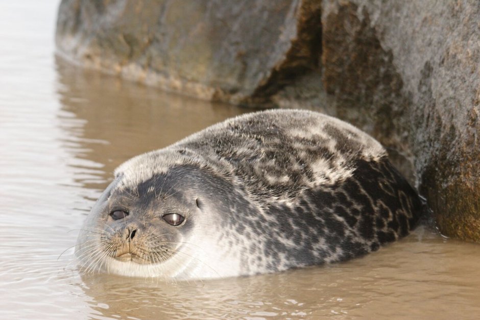 Кольчатая Нерпа Акиба