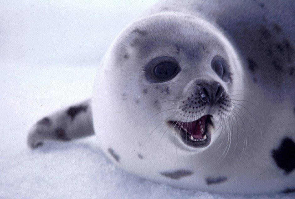 Ладожская кольчатая Нерпа с детенышем