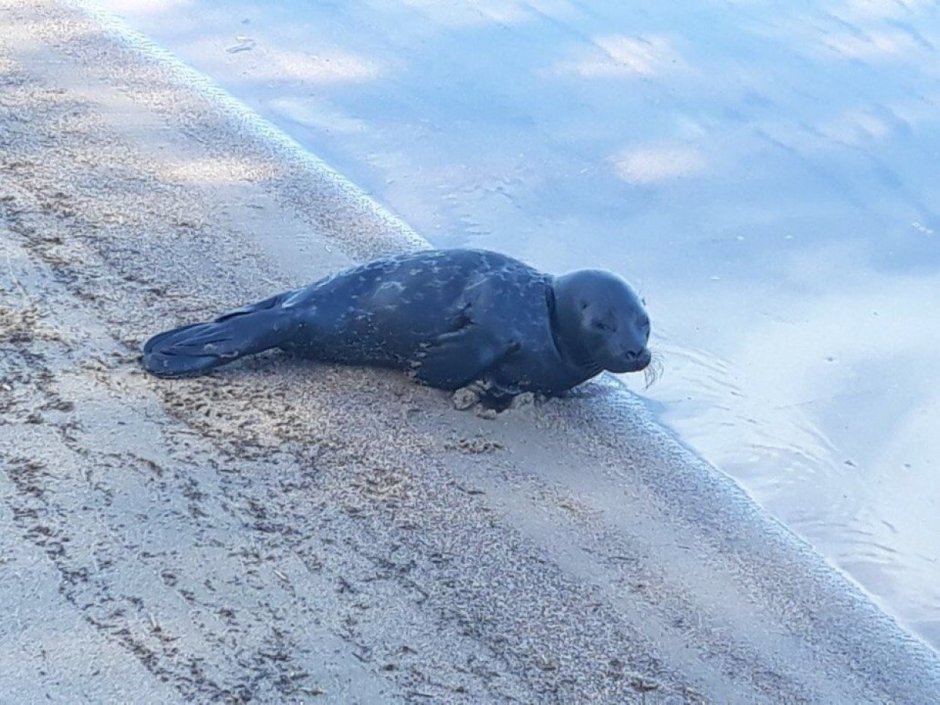 Ладожская кольчатая Нерпа