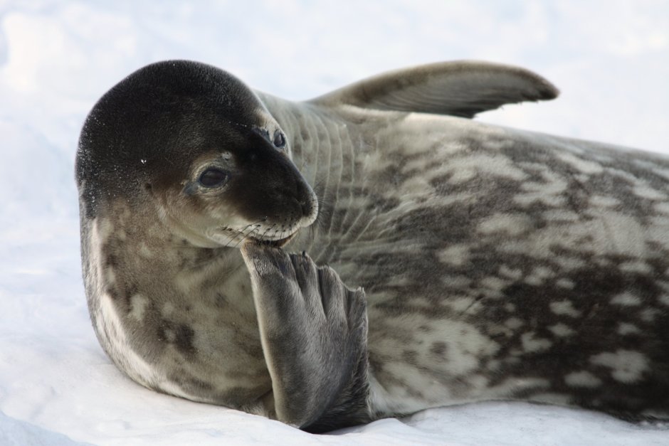 Тюлень Уэдделла Антарктида