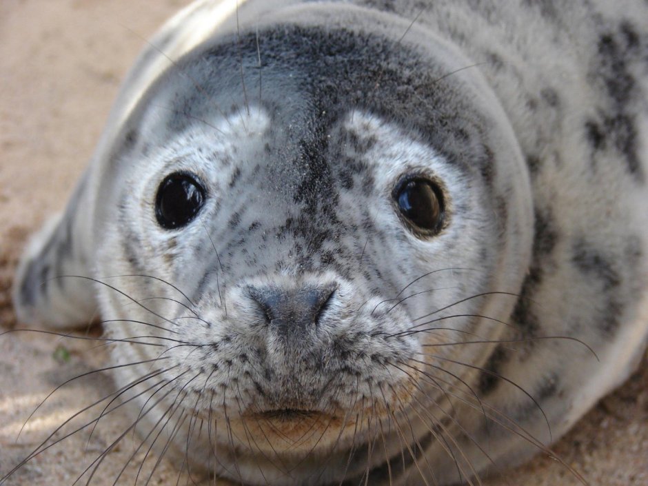 Тихоокеанская Нерпа