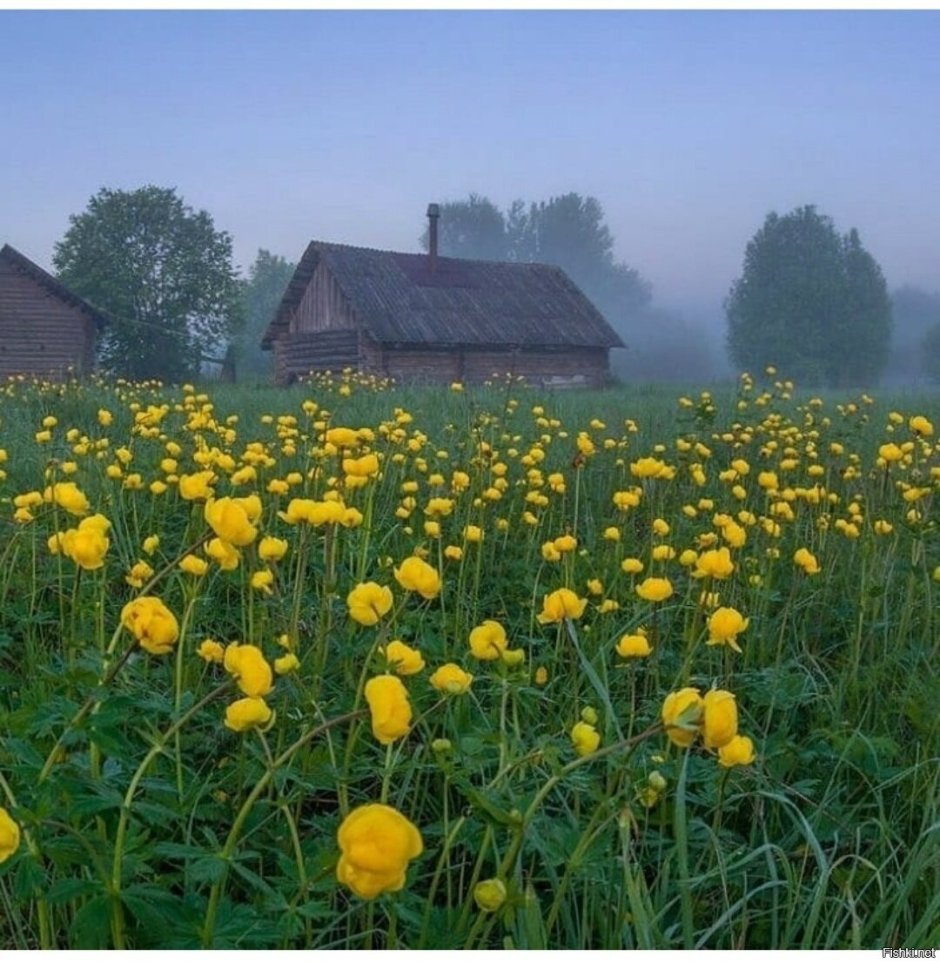 Цветы в деревне
