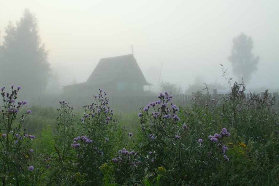 Туманное утро в деревне