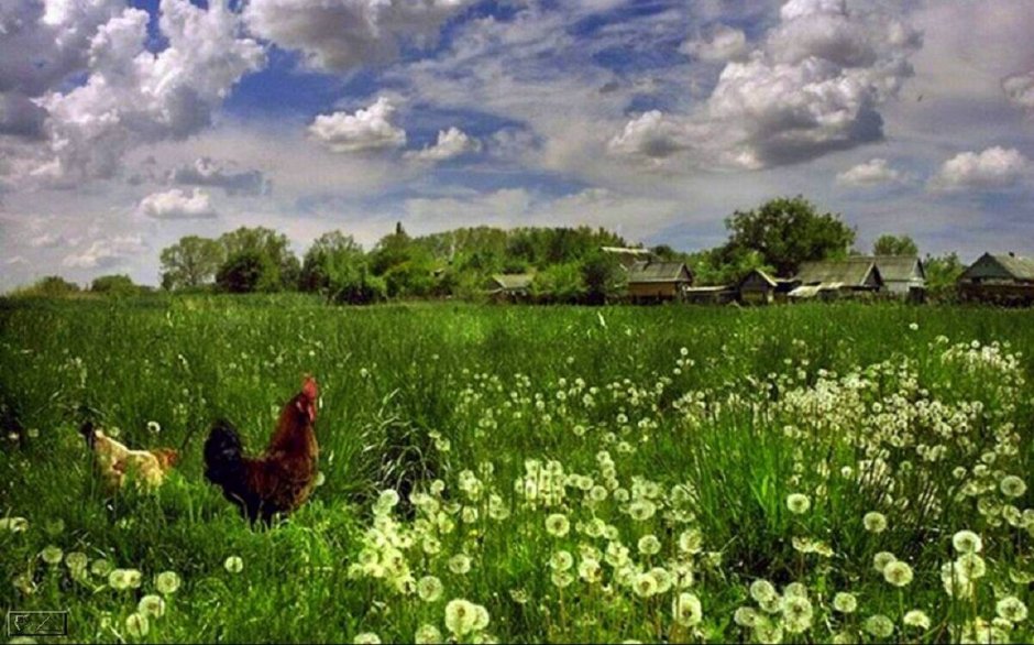 Лето в деревне