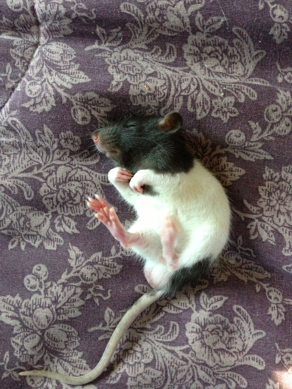 Спящие крыски