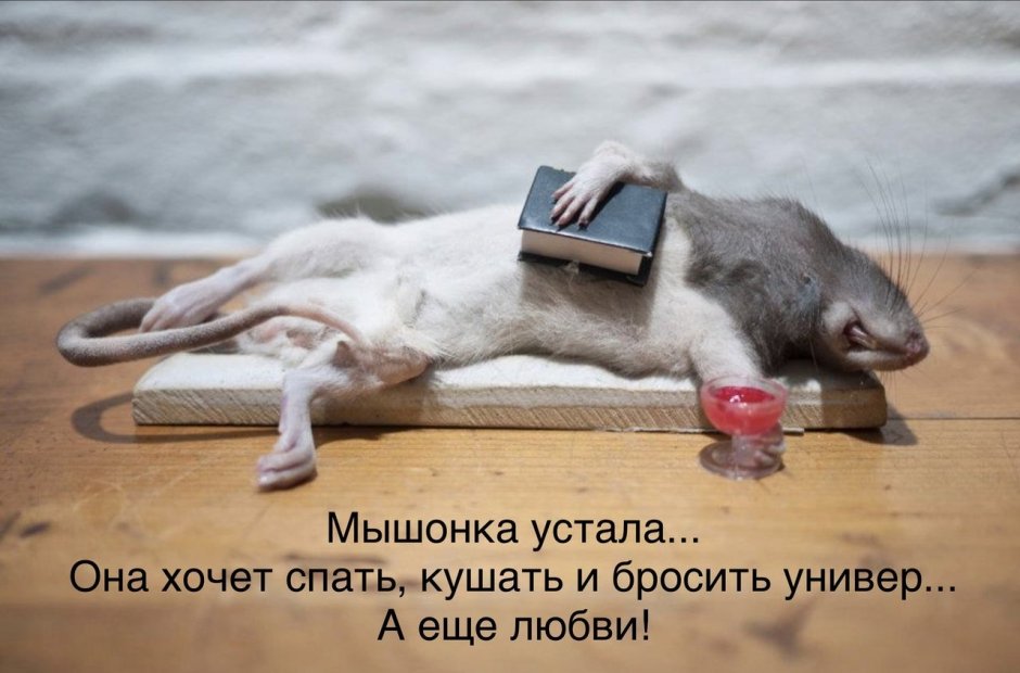 Мышка устала