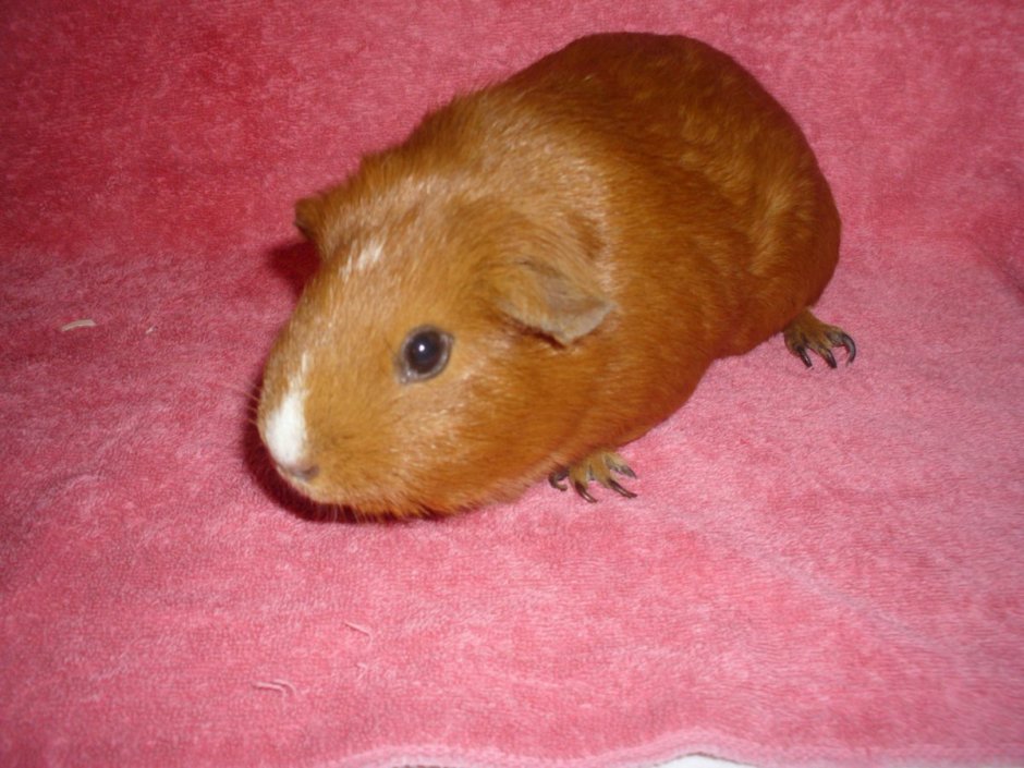 Морская Свинка рыжая