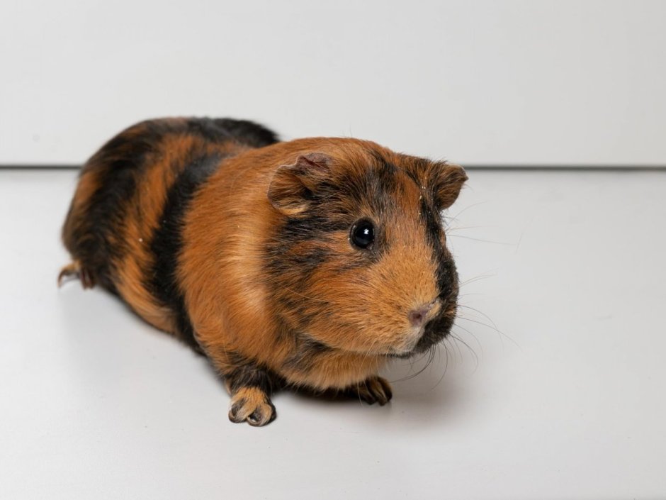 Морская Свинка рыжая с черным