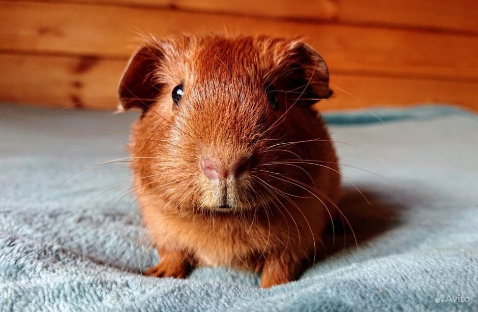Рыжая Свинка