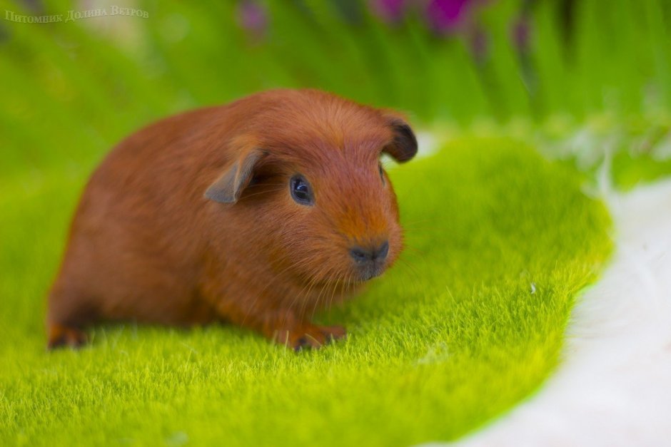 Морская Свинка рыжая вислоухая