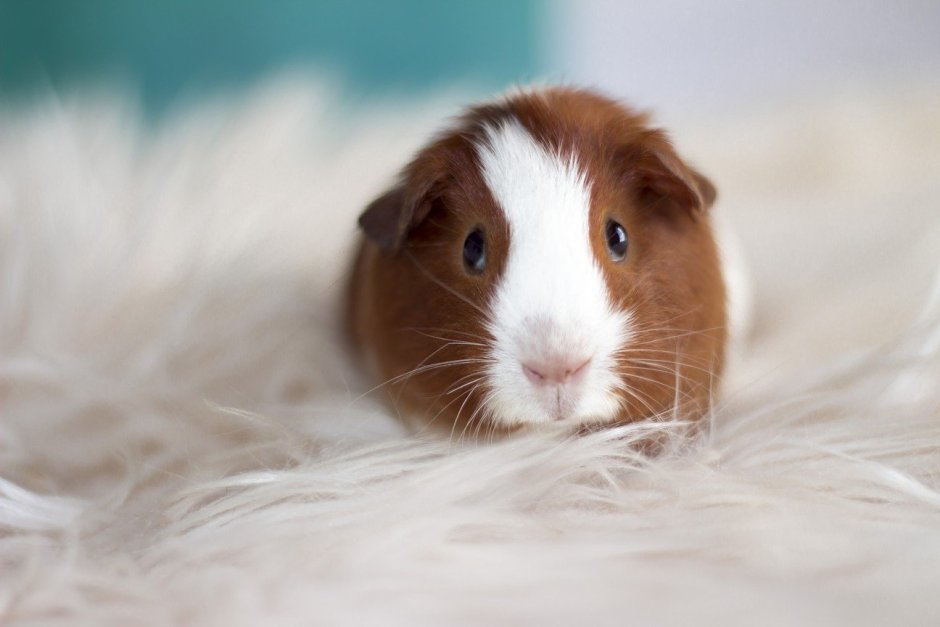 Морская Свинка рыжая гладкошерстная