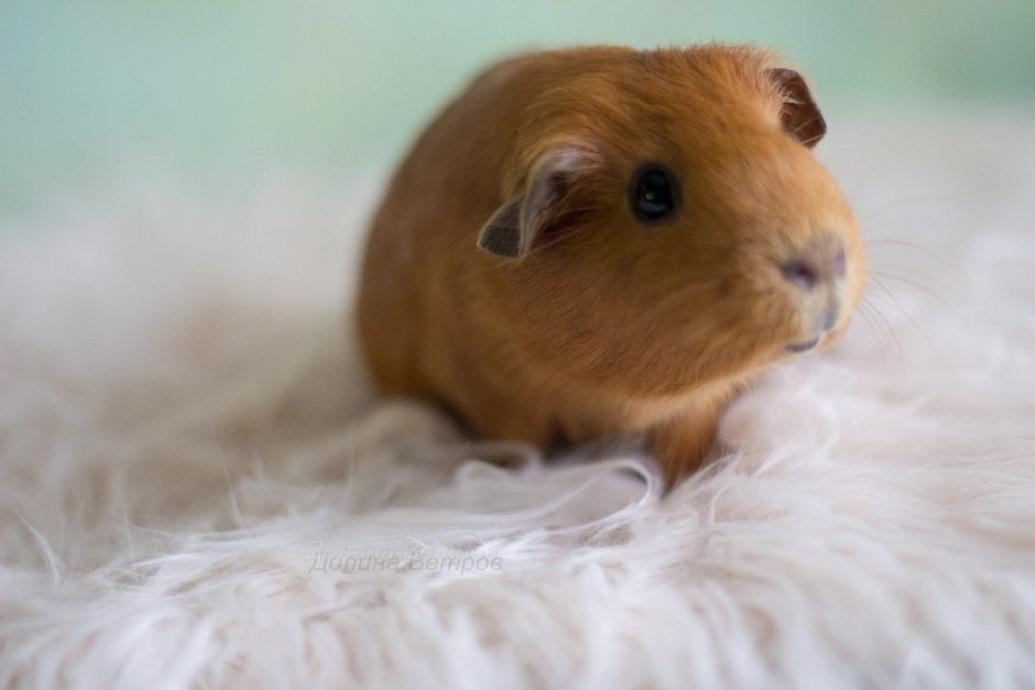 Морская Свинка риджбек