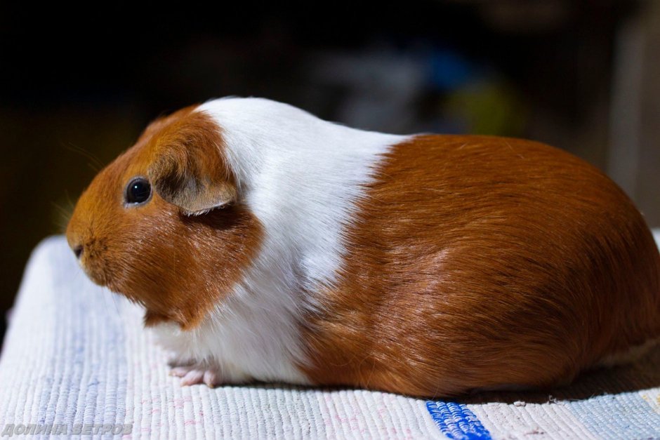 Морская Свинка агути расцветка