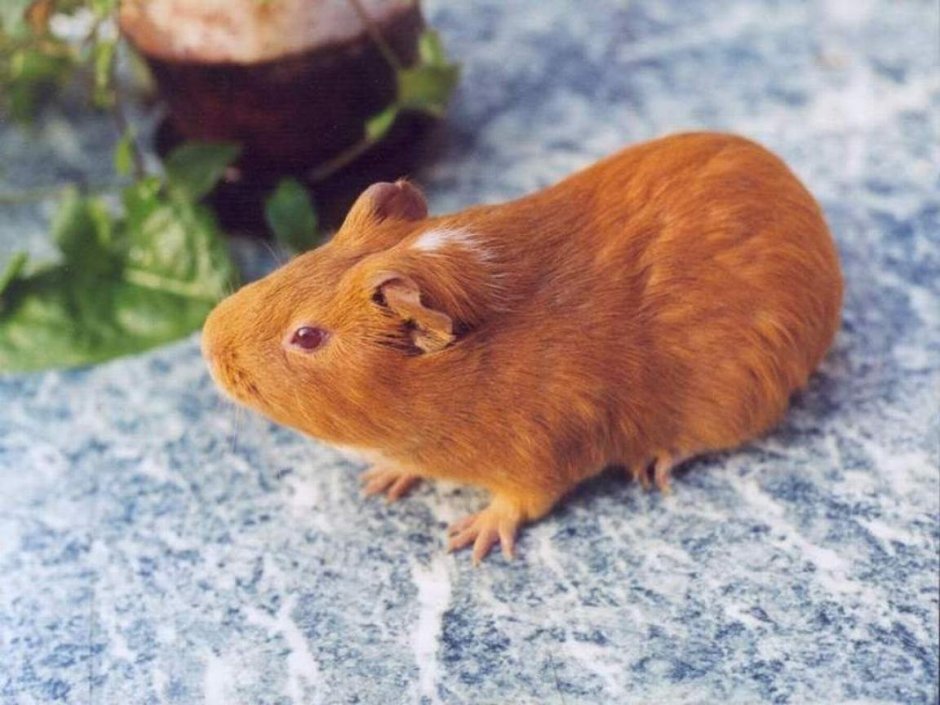 Морская Свинка рыженькая