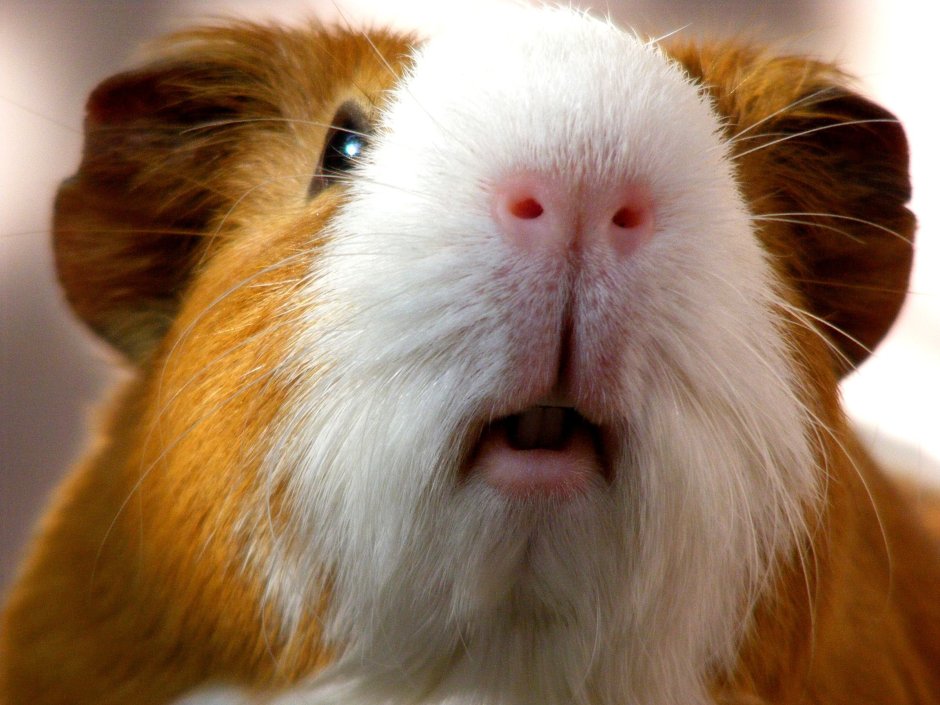 Морская Свинка 2 кг