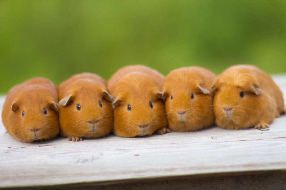 Морская Свинка короткошерстная