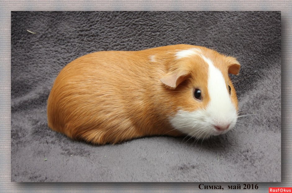Морская Свинка рыжая
