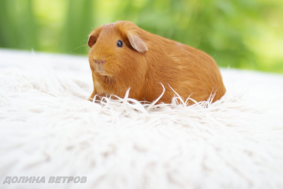 Белая гладкошерстная морская Свинка