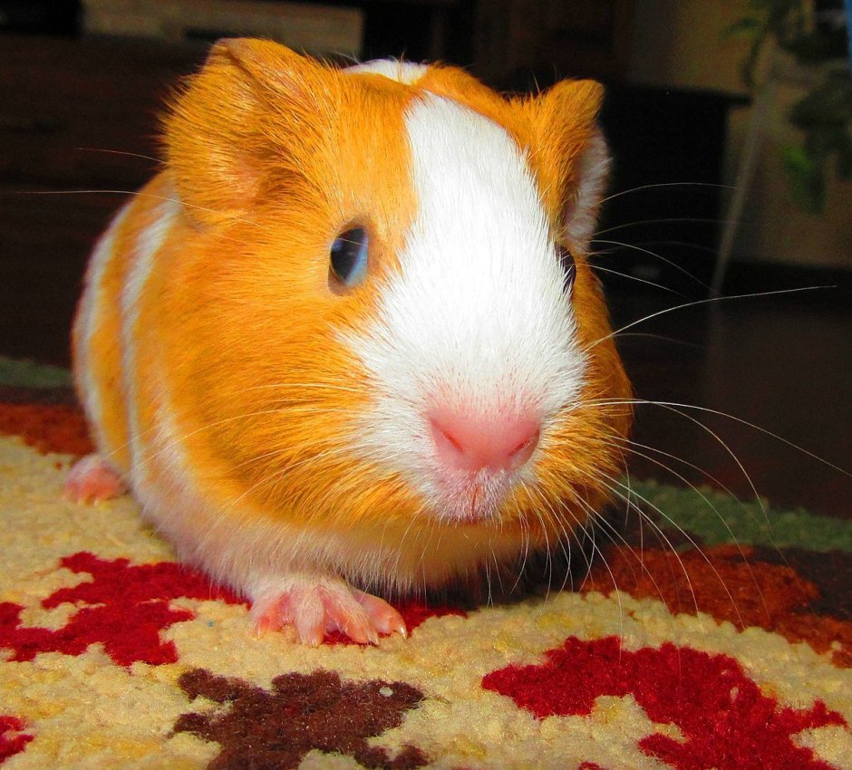 Морская Свинка Санни