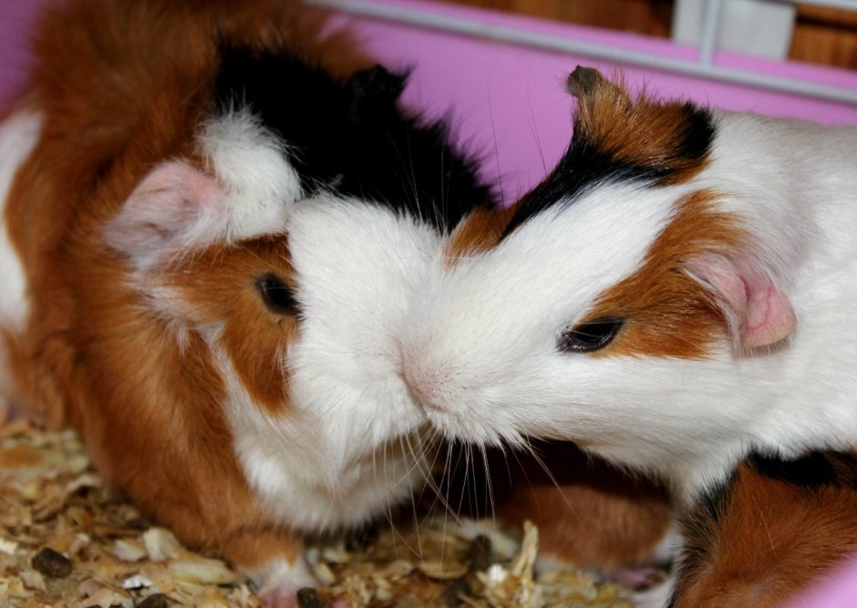 Морская Свинка розеточная рыжая