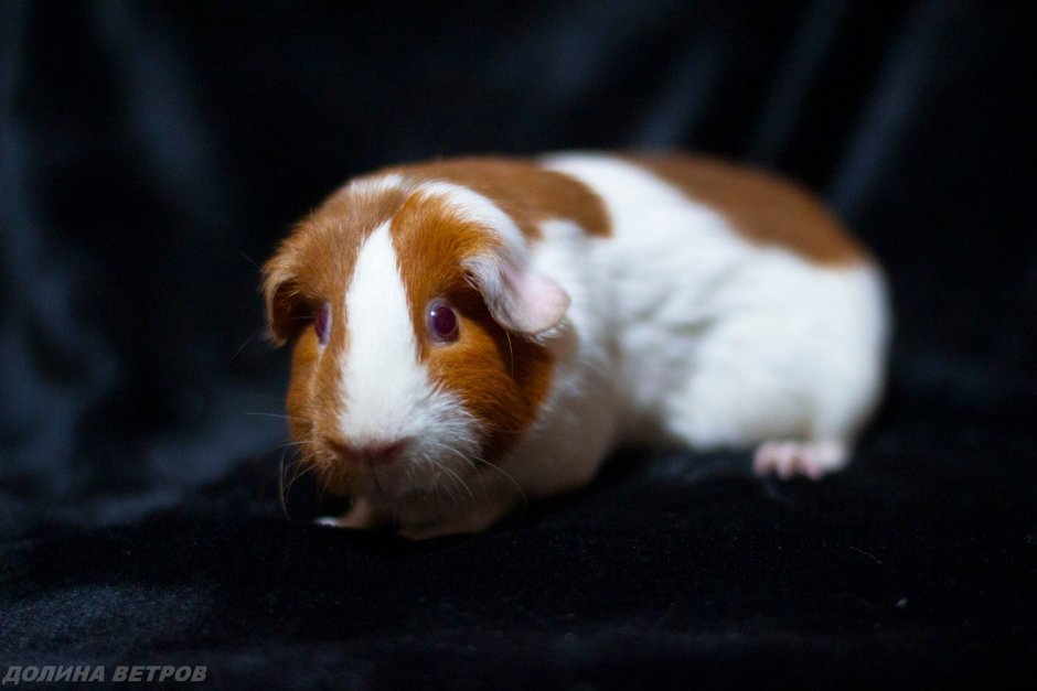Рыжая морская свинка фото