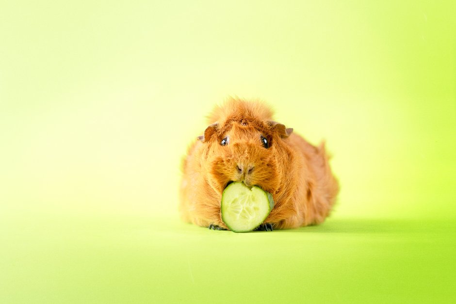 Морская Свинка из мультика