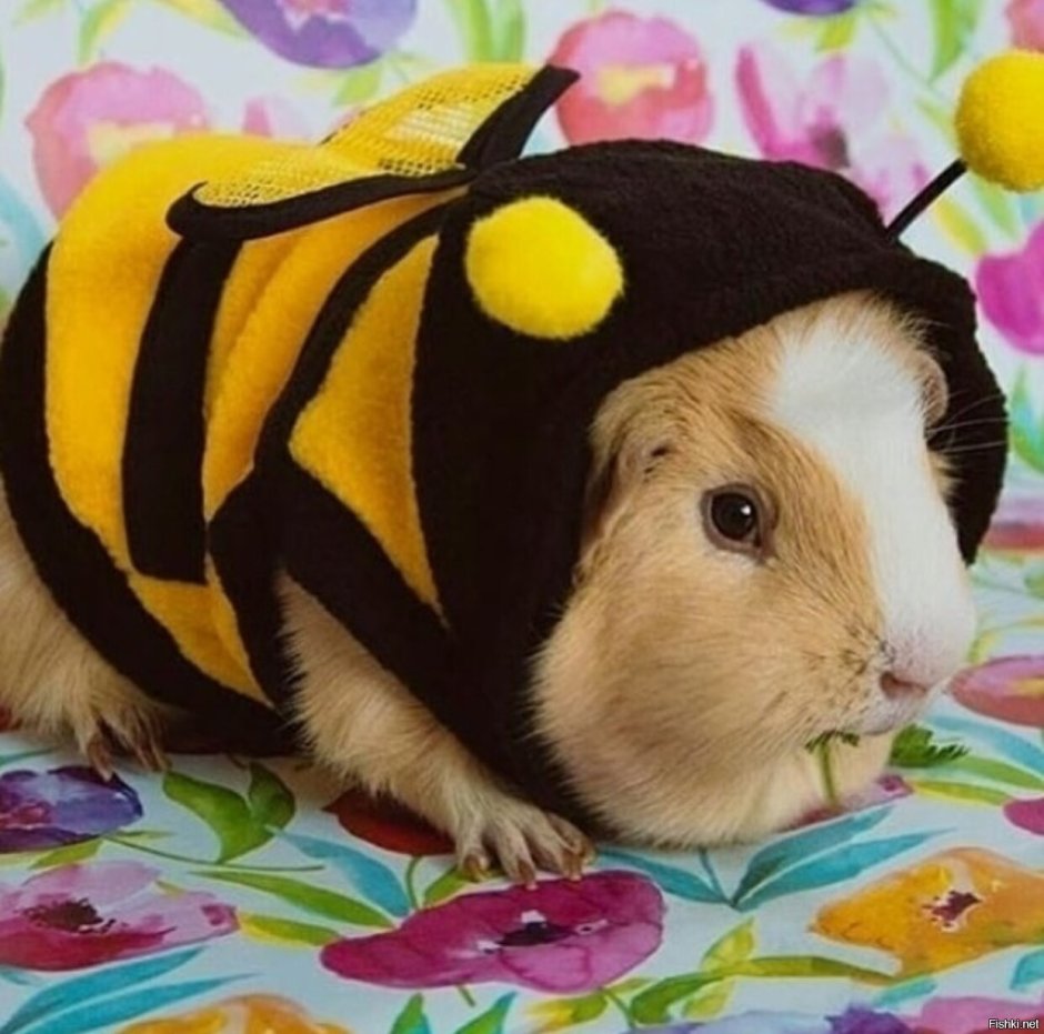 Игрушечки морские свинки