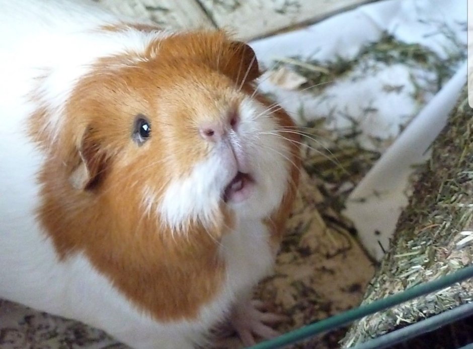 Звуки морских свинок