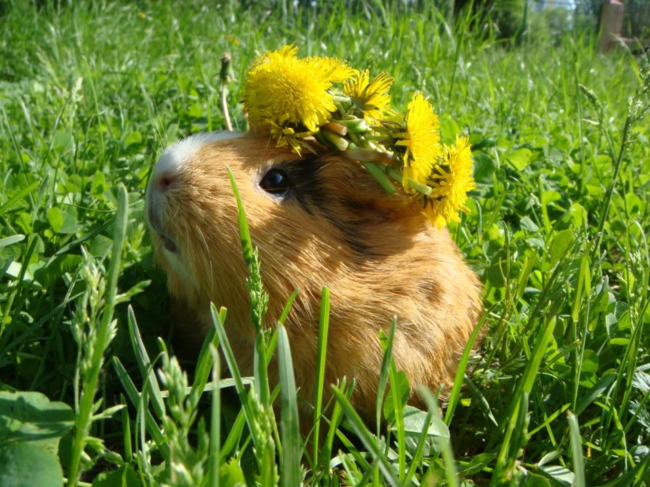 Морская Свинка на прогулке