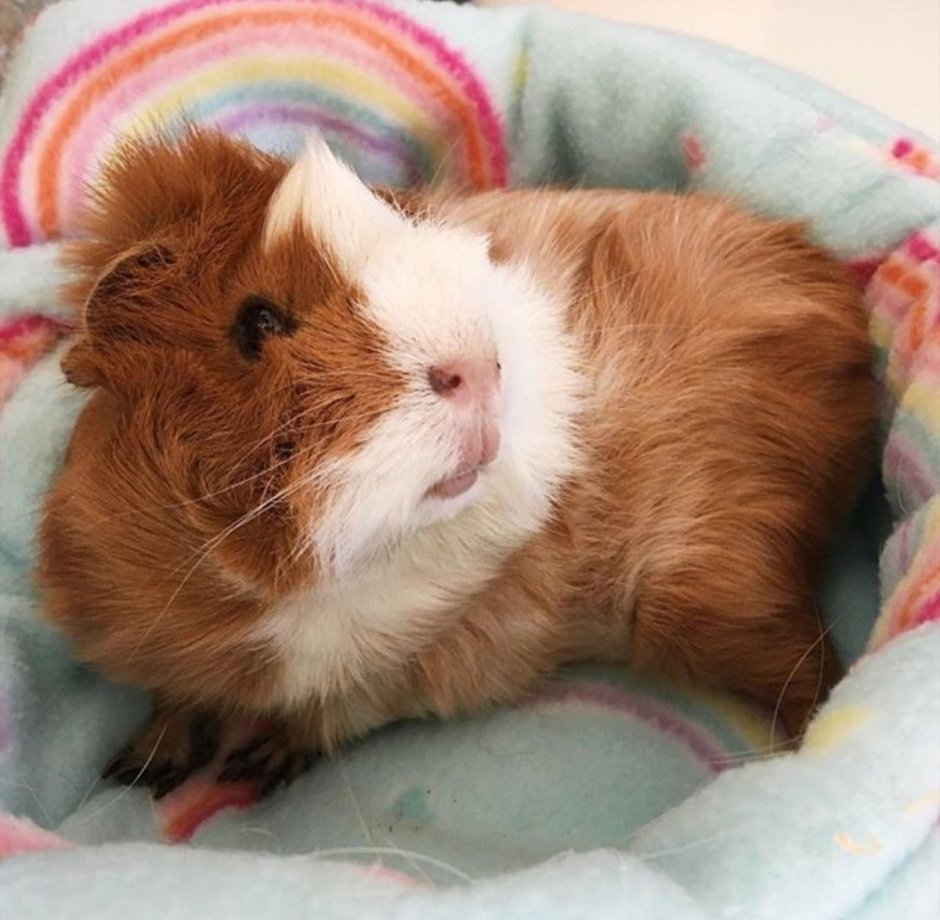 Маленькие морские свинки